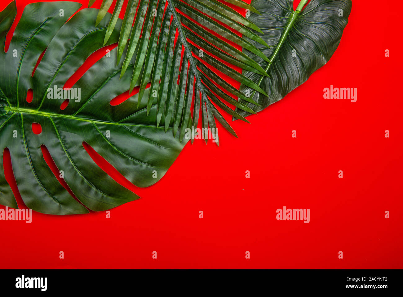 Verde fresco di foglie tropicali su sfondo rosso. Spazio vuoto per copiare, scritte, camera per il testo. Stile minimalista piatto poster laici modello di disegno. Foto Stock