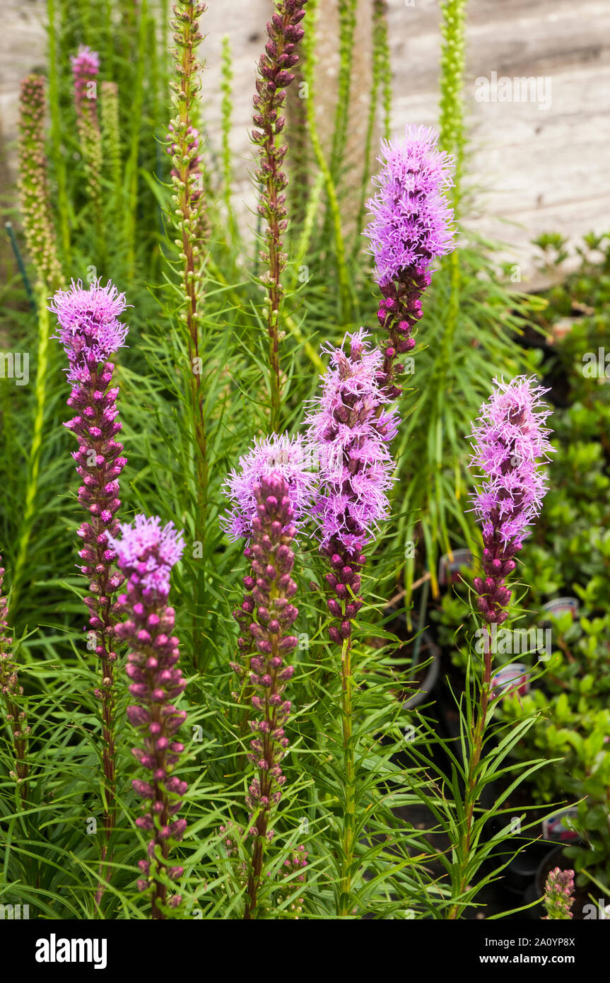 Intrico di Liatris spicata floristan fiore violaceo Spike comincia a fiorire un completamente ardito perenne che è buono per le piante erbacee o bordi misti Foto Stock