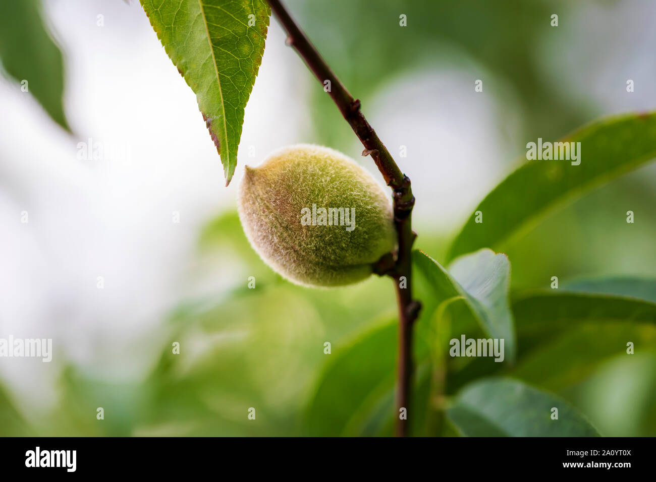 Primo piano della mandorla giovane su un ramo pieno di foglie. Bokeh sfondo. Immagine Foto Stock