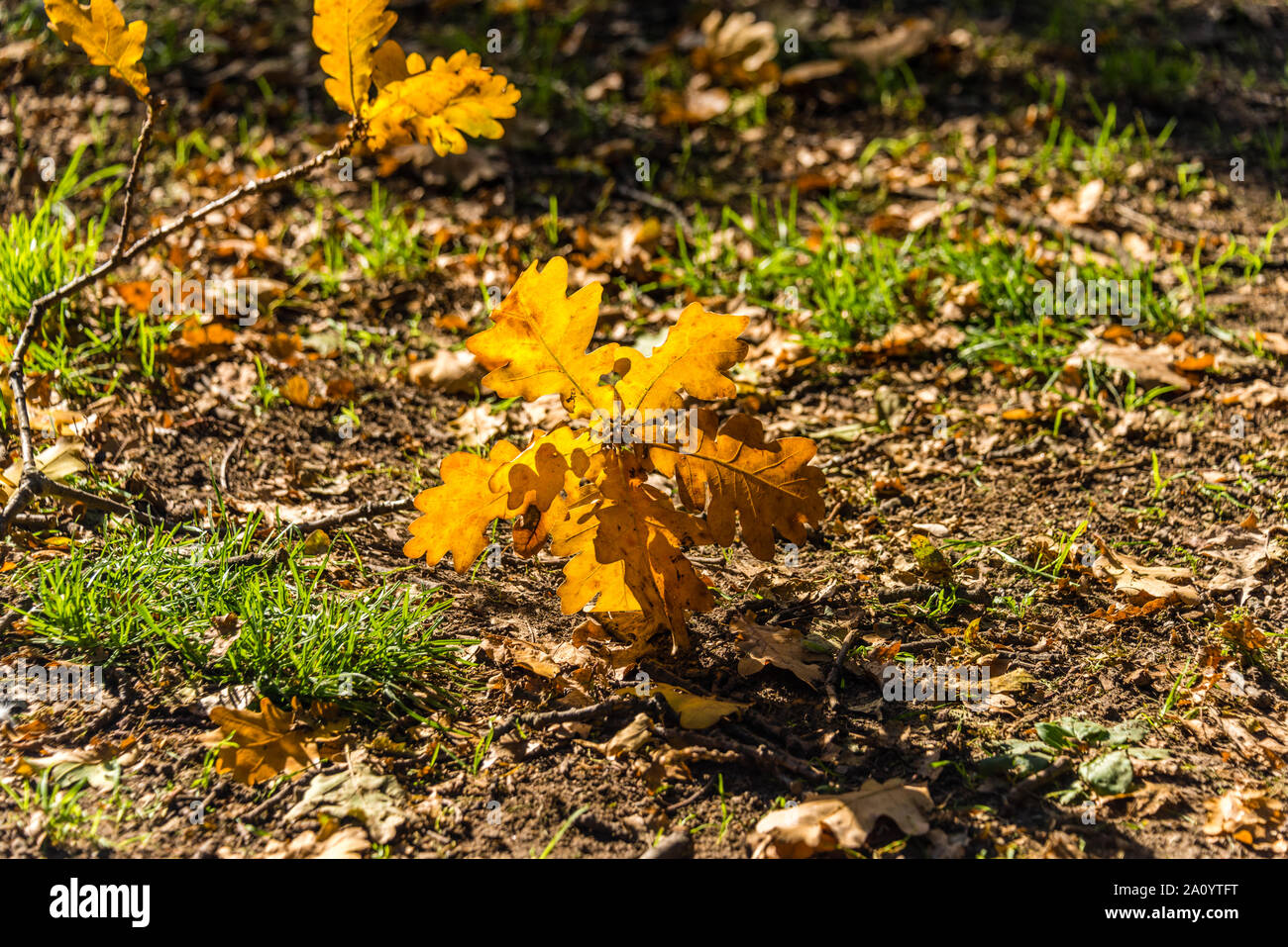 Autunno in scena con rosso giallo marrone e arancione i colori delle stagioni dall'estate all'inverno in autunno di foglie morte sul terreno in terra di legno Foto Stock