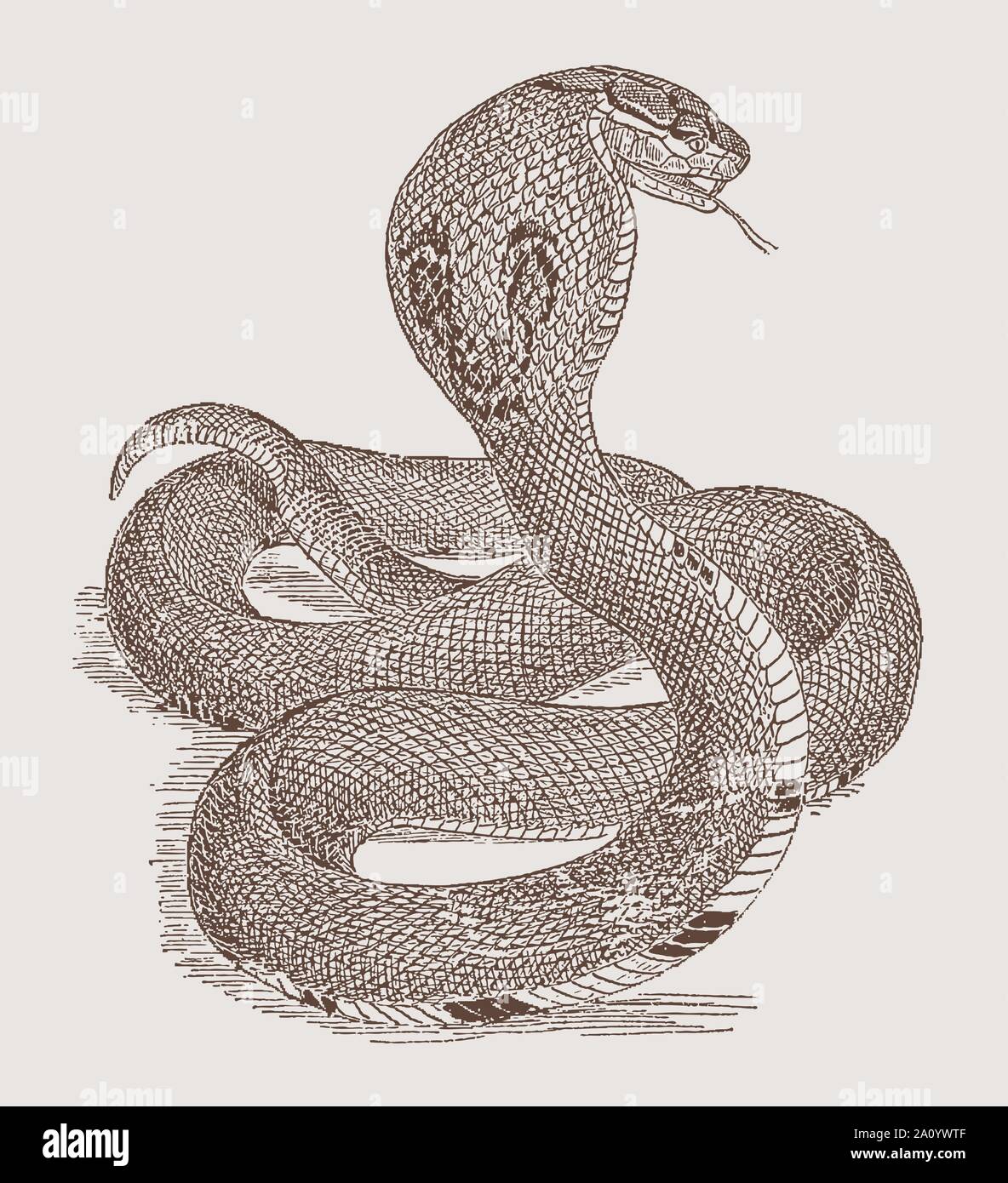 Cobra indiano (naja) nella vista posteriore in posizione difensiva. Illustrazione dopo una incisione del XIX secolo Illustrazione Vettoriale