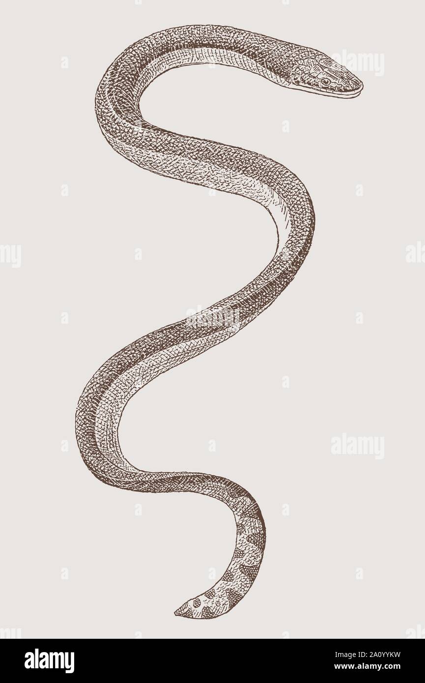 A becco giallo o mare pelagiche snake (hydrophis platurus) in vista dall'alto. Illustrazione dopo una incisione del XIX secolo Illustrazione Vettoriale