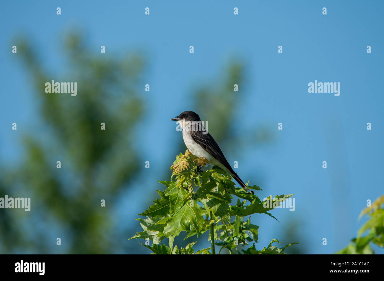 Kingbird orientale appollaiato sulla cima di un albero Foto Stock