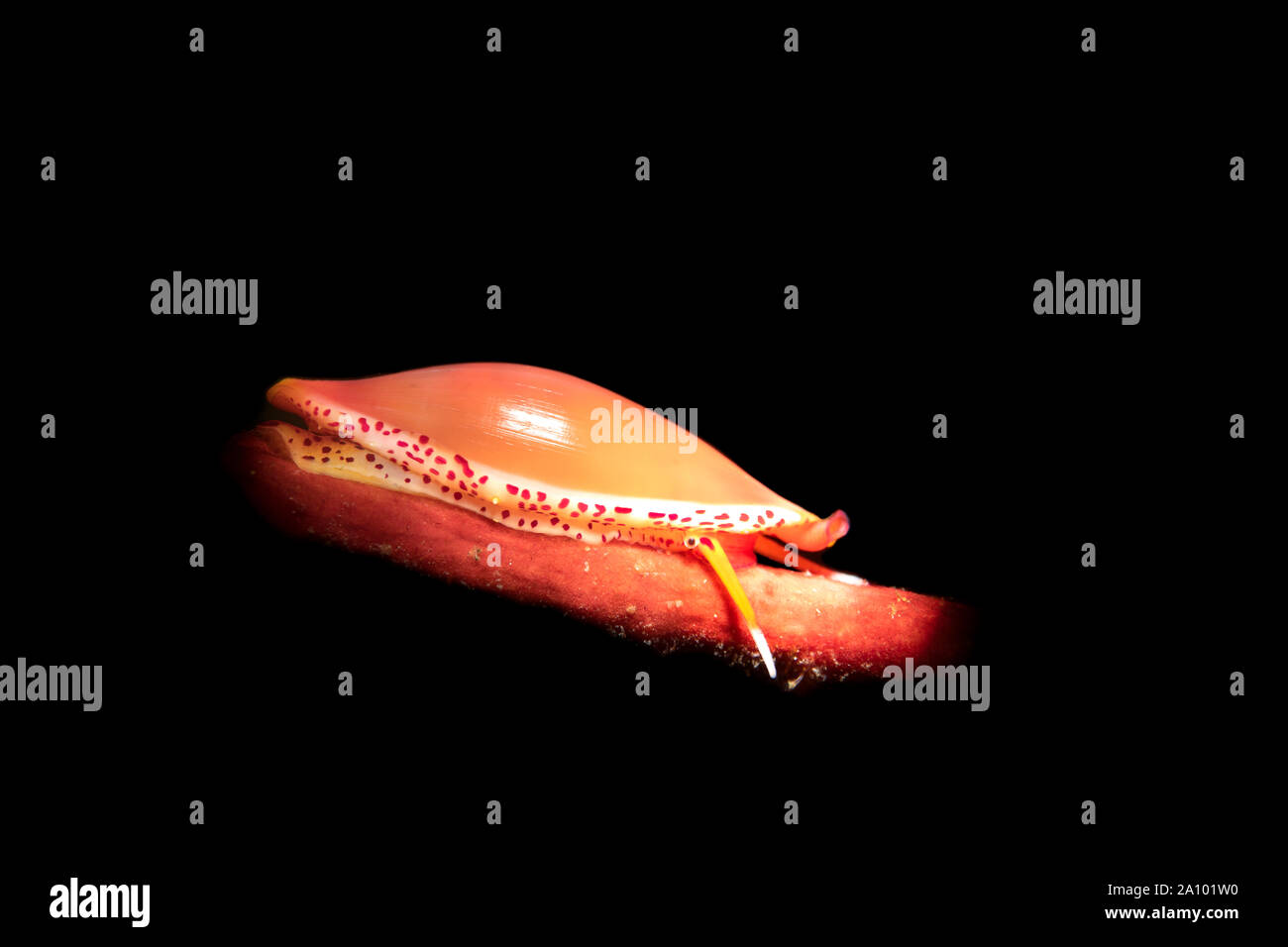 Un piccolo simnia crawl lumaca sul suo host, un rosso mare gorgonia ventilatore che consente la lumaca di nascondersi dai predatori. Foto Stock