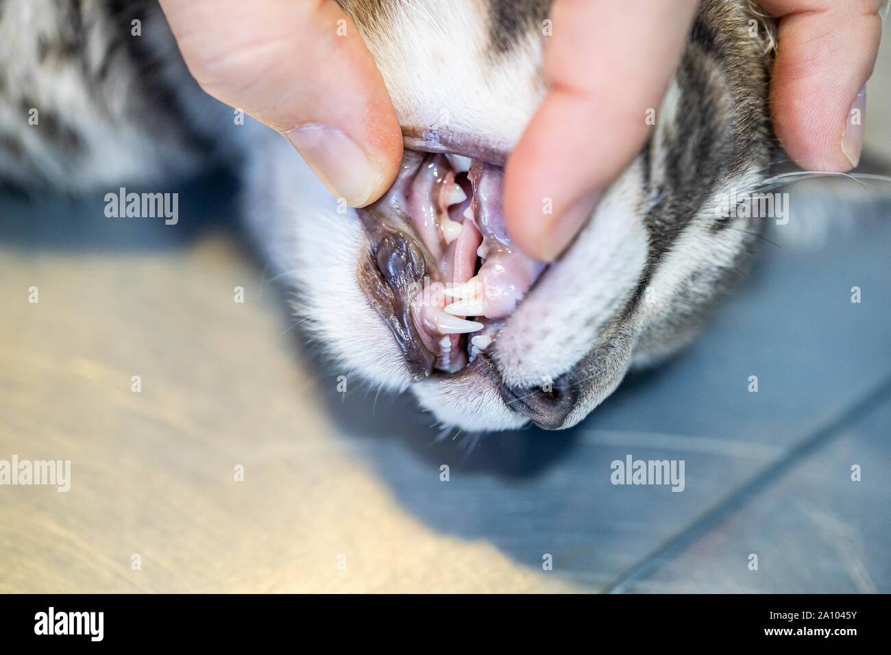Veterinario esaminando un gattino bocca con denti di adulti e gattino denti Foto Stock