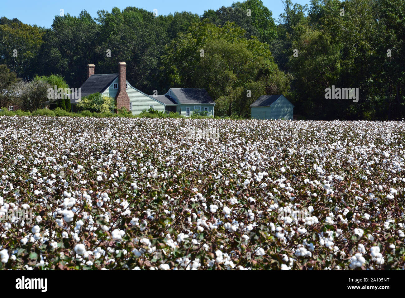 Un campo di cotone con agriturismo la distanza a Hertford North Carolina. Foto Stock