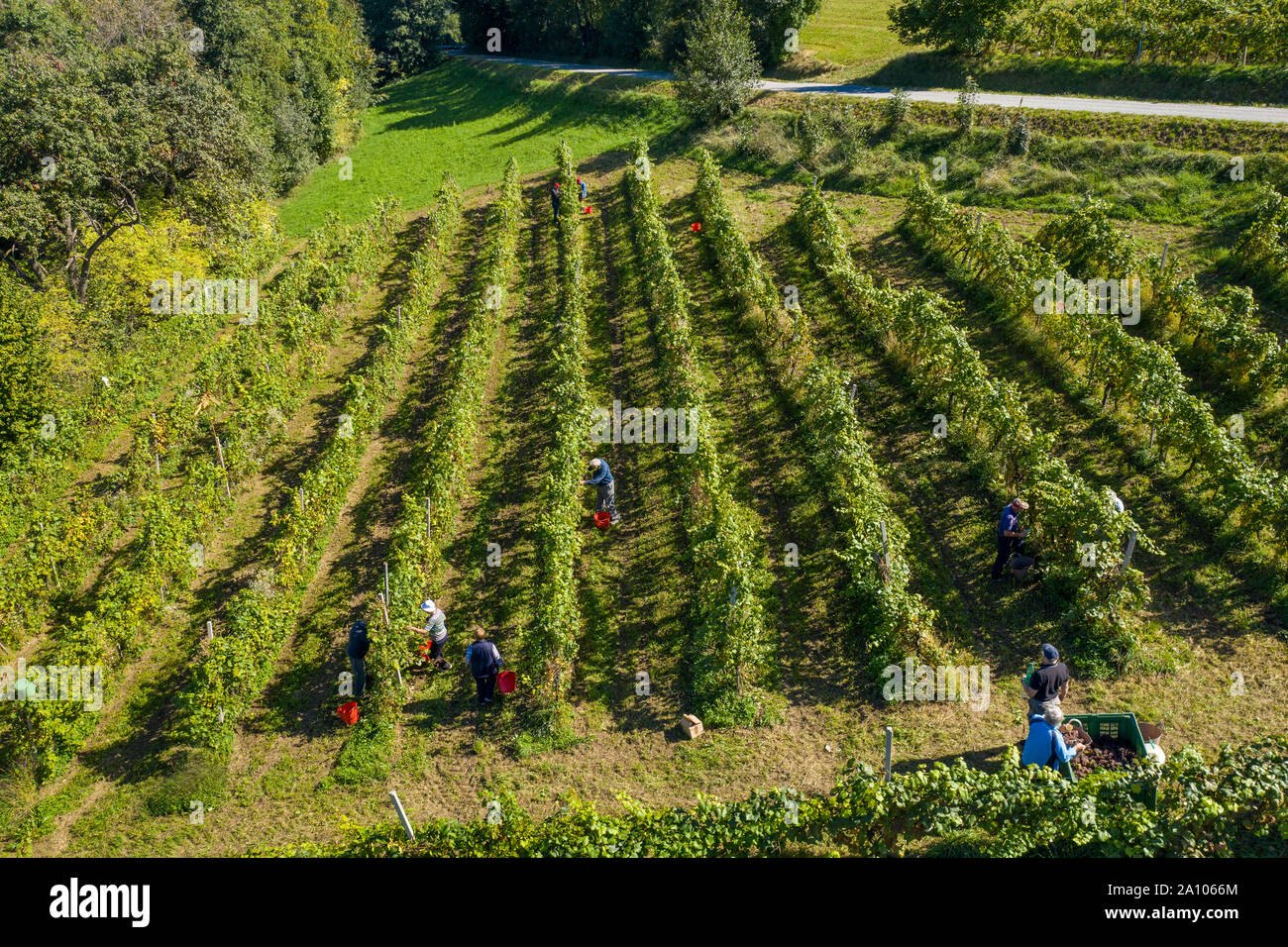 La raccolta di uve in vigna, veduta aerea della cantina estate in Europa, lavoratori raccogliere uva, vino crescente, vista aerea Foto Stock