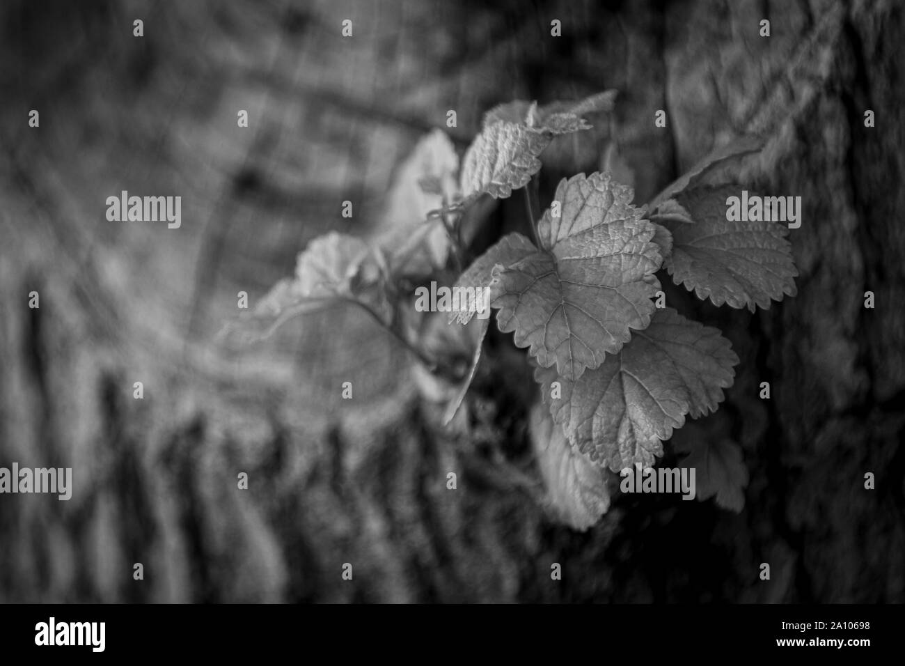 Piccole foglie verdi che crescono su vecchio moncone secco nella foresta silenziosa Foto Stock