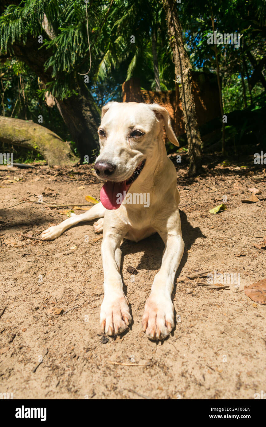 Cane rilassarsi e godersi il sole in natura Foto Stock