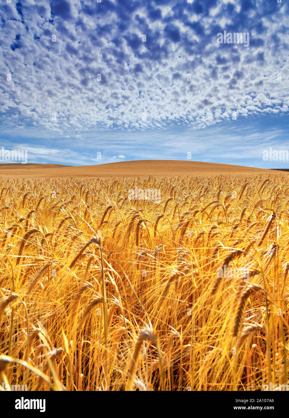 Campo di grano con cielo blu e nuvole Palouse, Washington Foto Stock