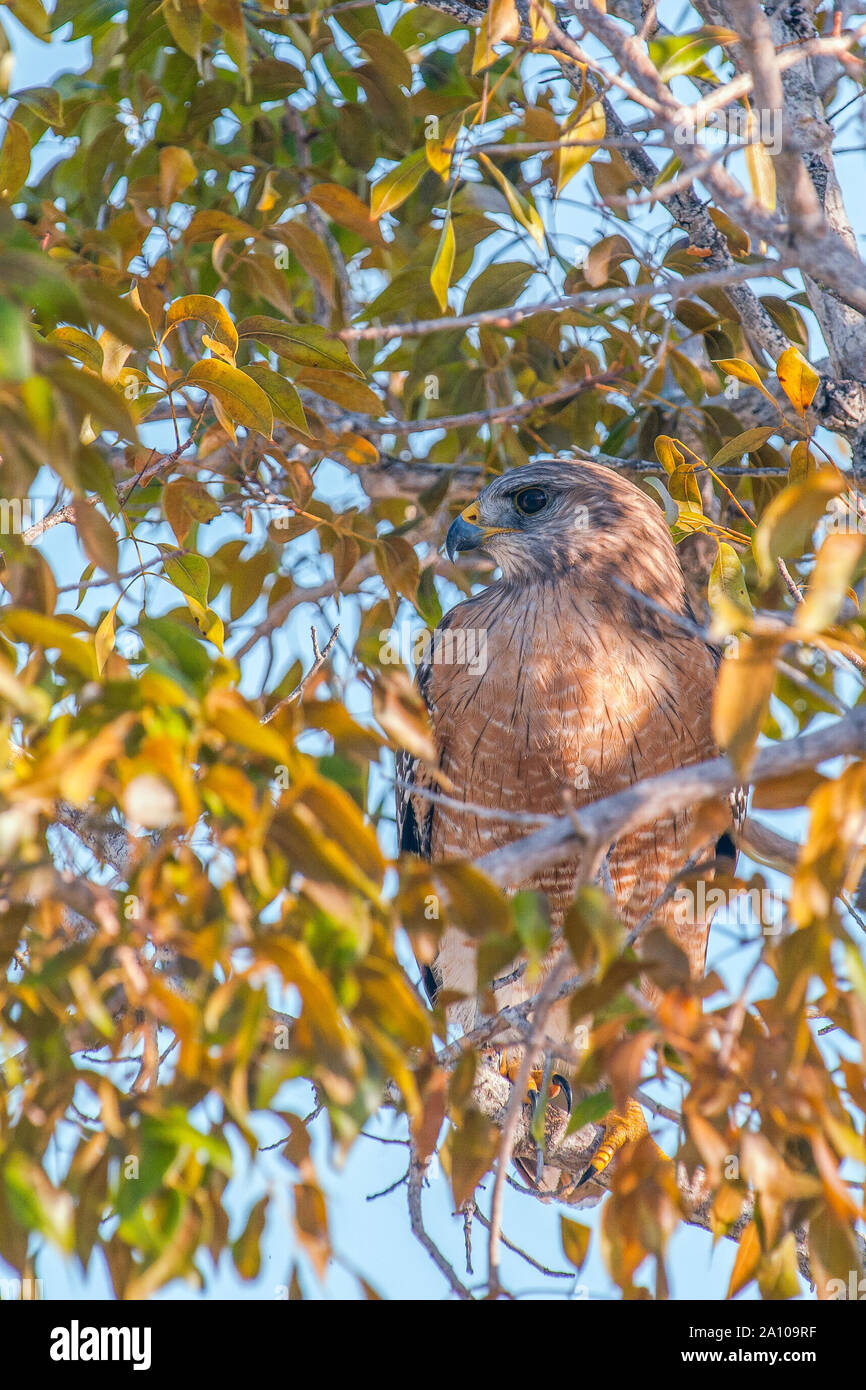 Red-hawk con spallamento (Buteo lineatus) nel Flamingo campeggio. Parco nazionale delle Everglades. Florida. Stati Uniti d'America Foto Stock