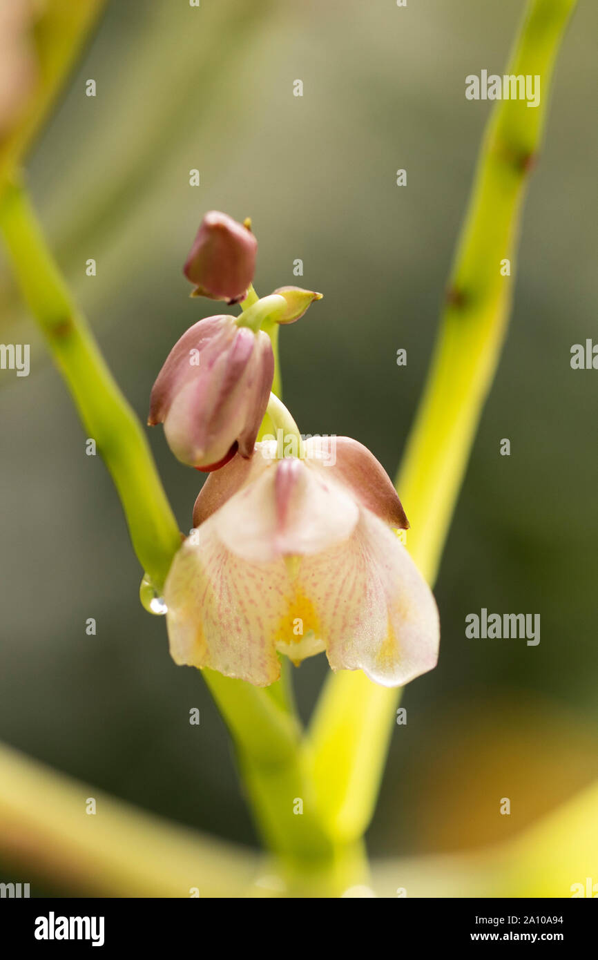 Il fiore dei mirabilis di Impatiens, o impaziens giganti, una pianta succulente originaria della Thailandia. Foto Stock
