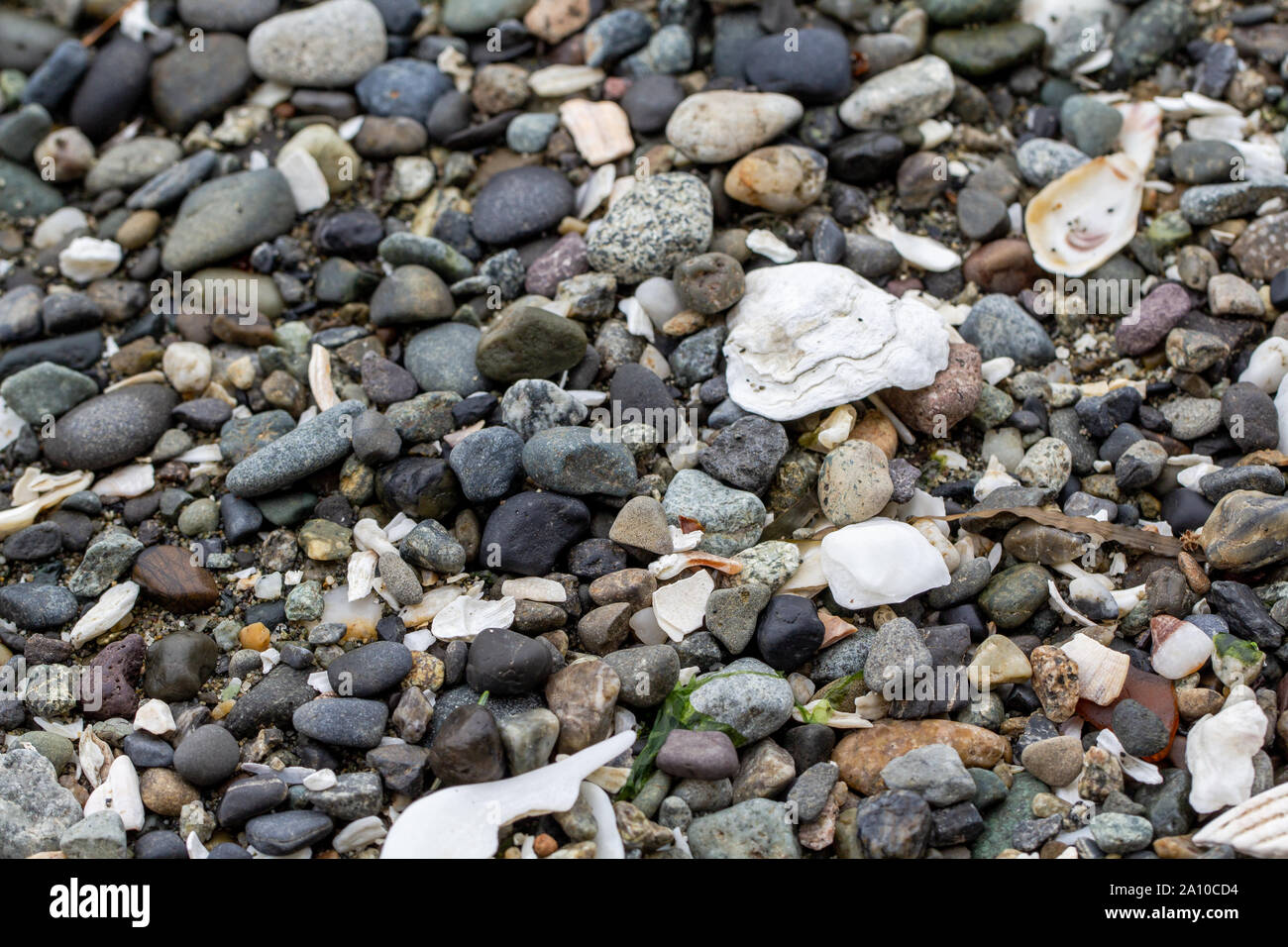 Roccia e conchiglia sul terreno Foto Stock