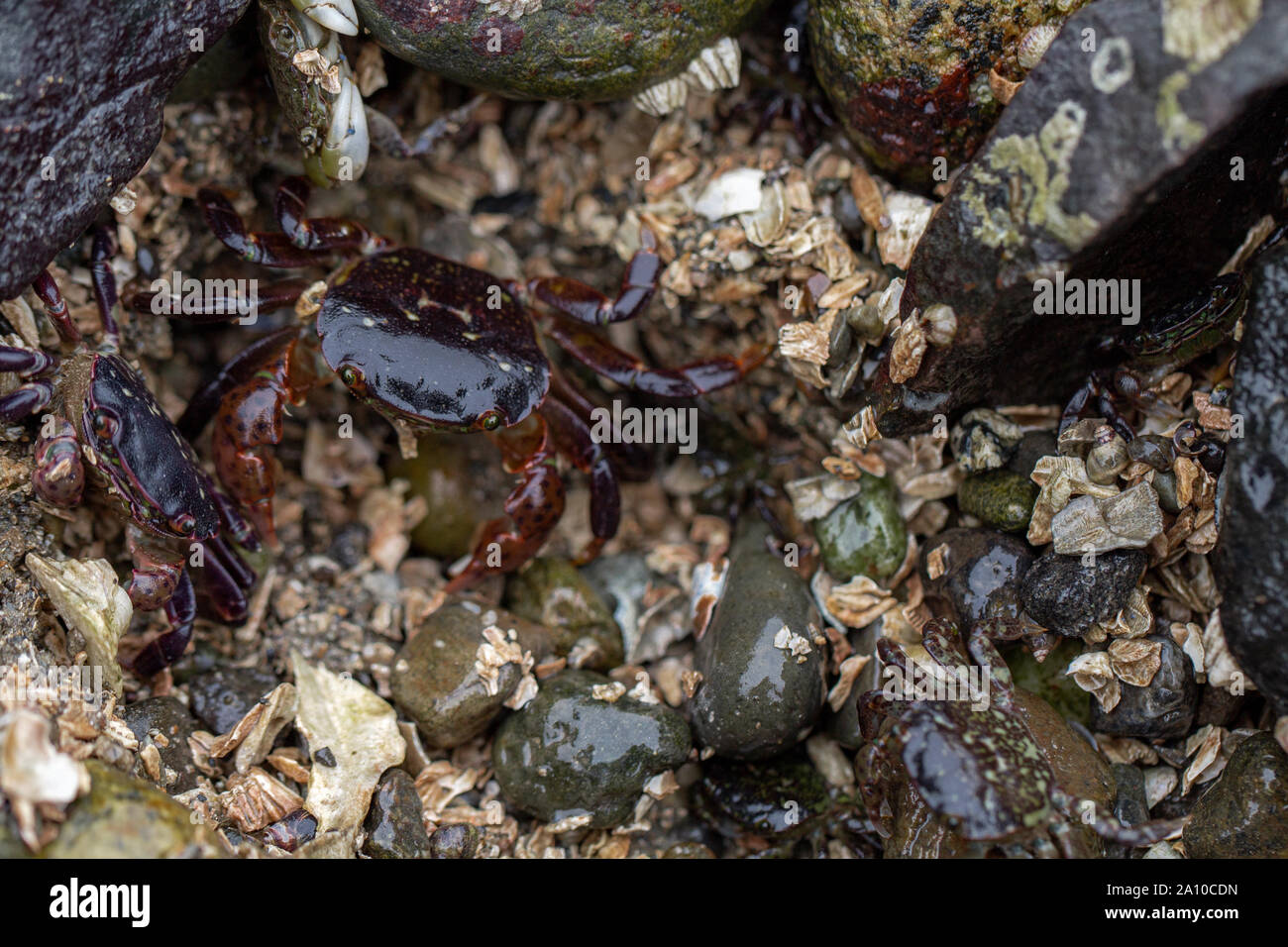 Spiaggia craps strisciando intorno alle rocce Foto Stock