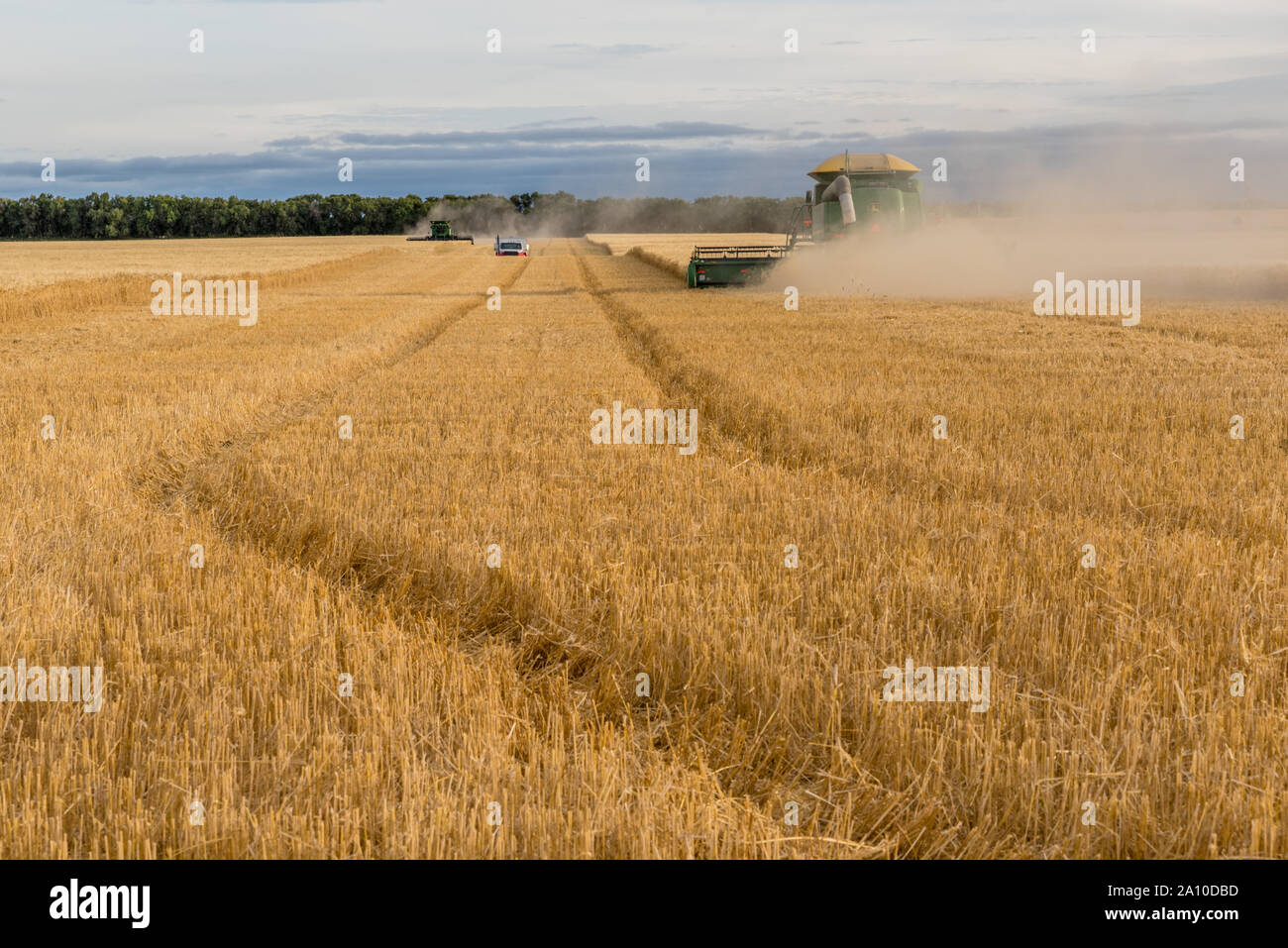 Corrente di Swift, SK, Canada- Settembre 8, 2019: due mietitrebbia e un carrello granella il raccolto di un campo di grano su praterie in Saskatchewan, Canada Foto Stock