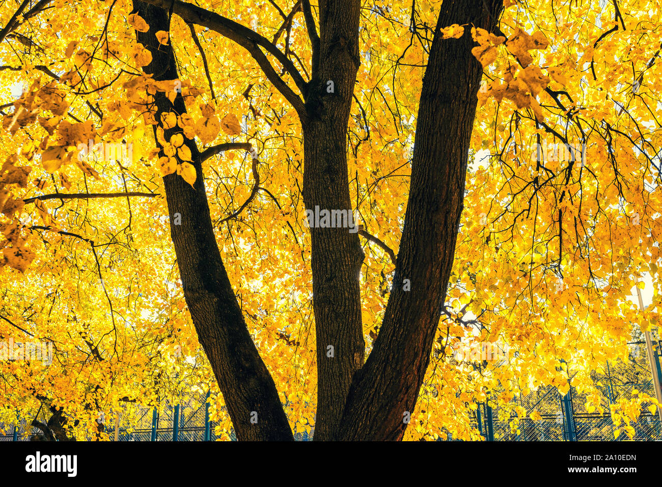 Albero luminoso nella soleggiata autunno park Foto Stock