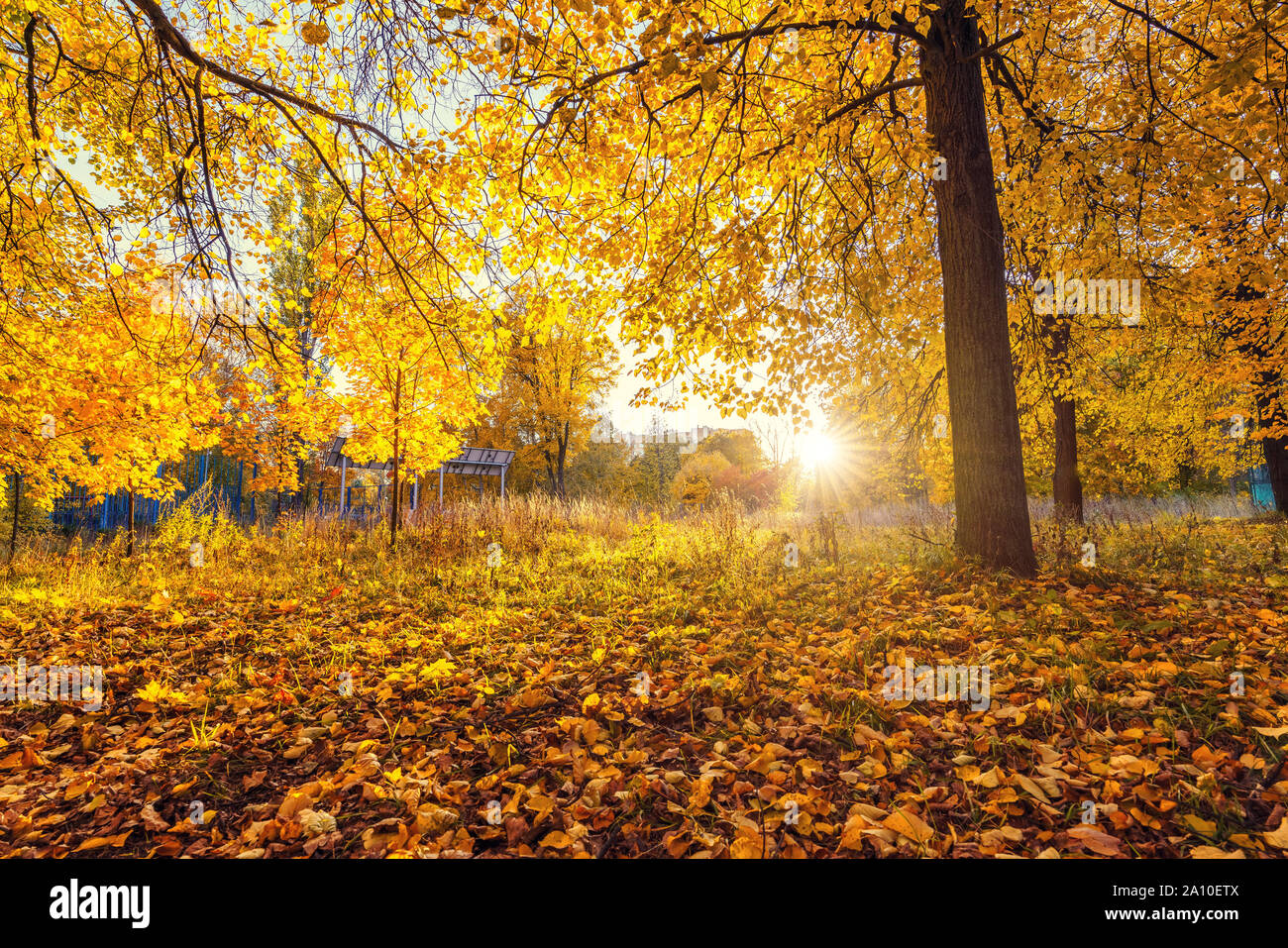 Albero luminoso nella soleggiata autunno park Foto Stock Albero luminoso nella soleggiata autunno park Foto Stock