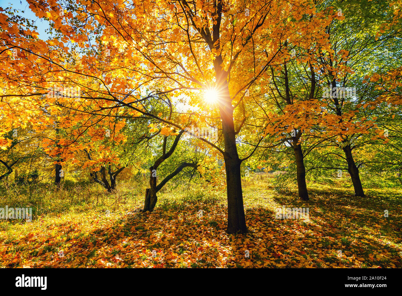 Sunny Autunno nel parco Foto Stock Sunny Autunno nel parco Foto Stock