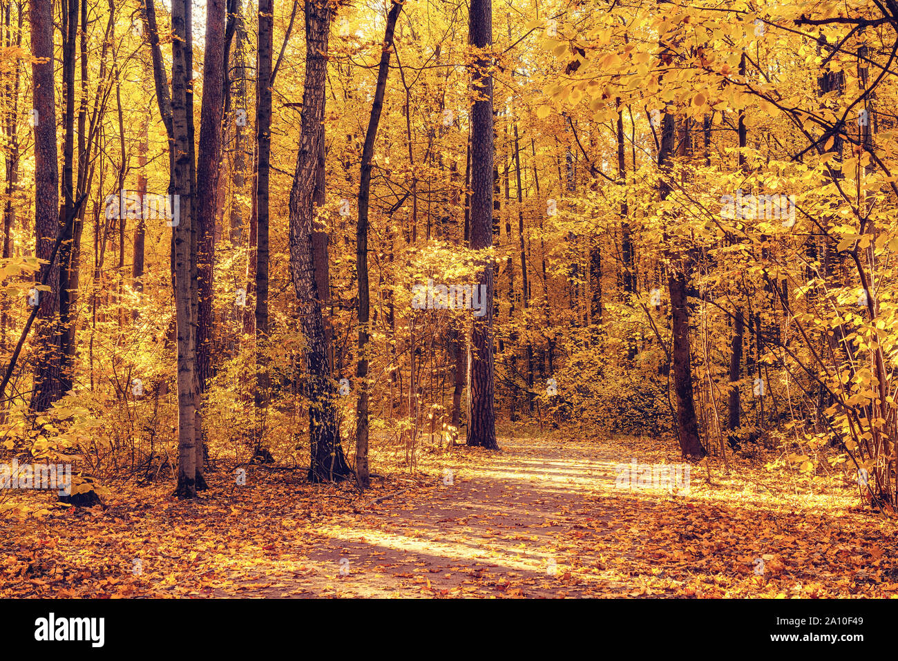 Luminosa e soleggiata e parco di autunno Foto Stock