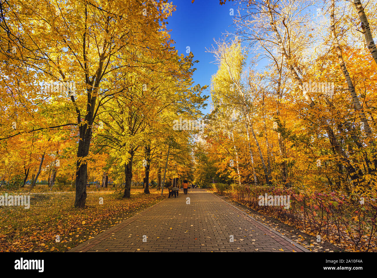 Vicolo in vibrante autunno park Foto Stock