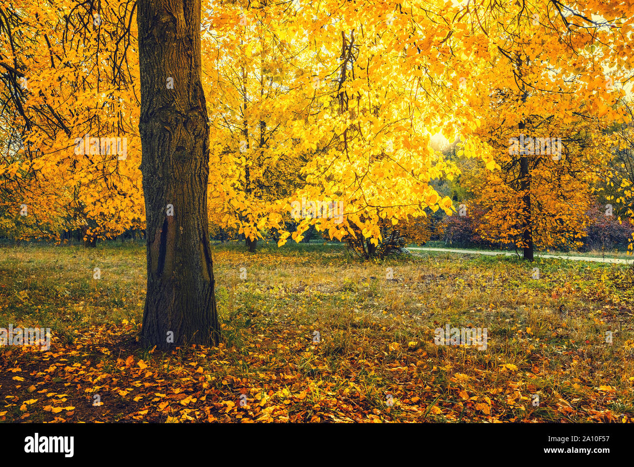 Albero luminoso nella soleggiata autunno park Foto Stock Albero luminoso nella soleggiata autunno park Foto Stock