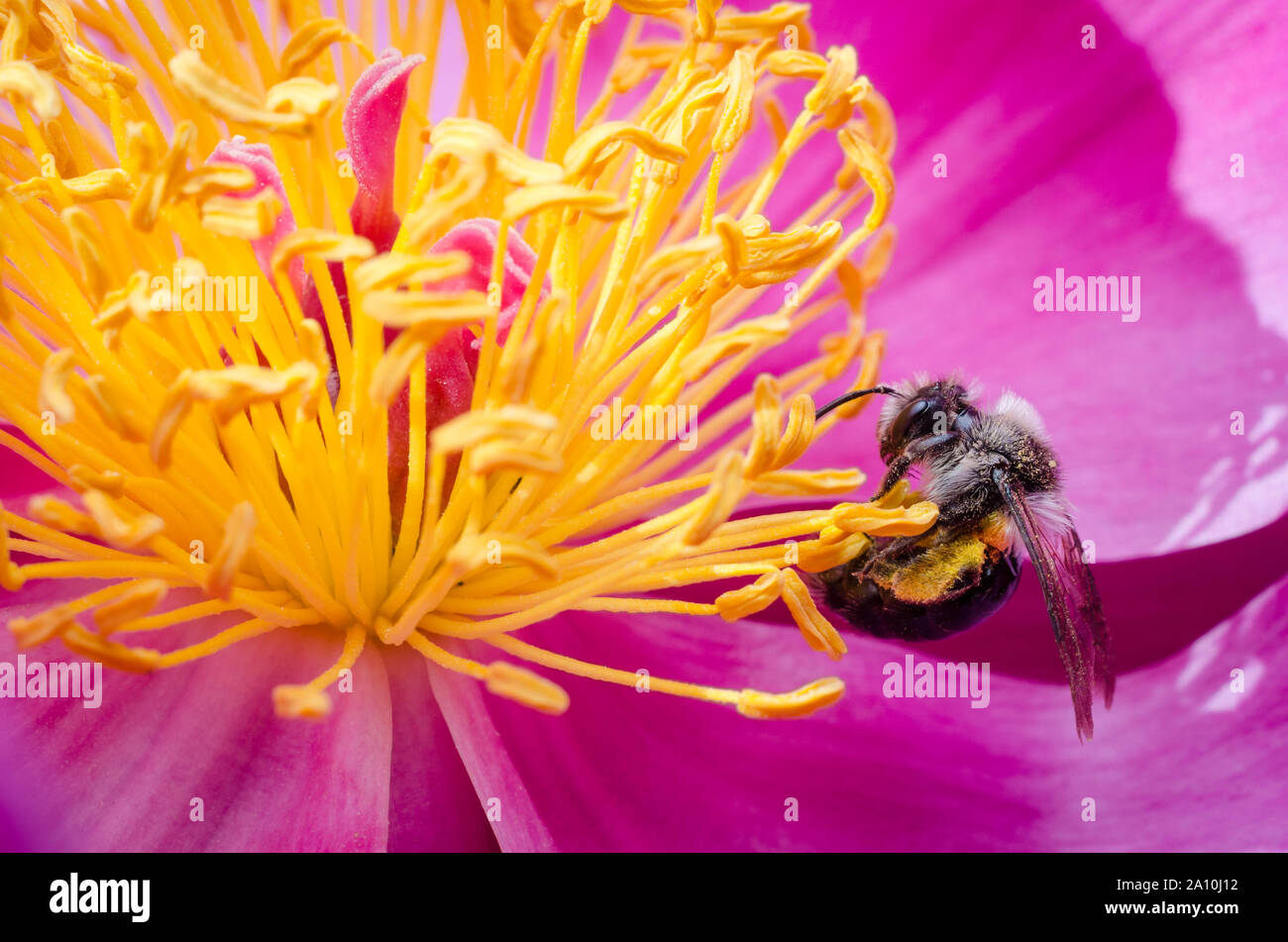 Imenotteri, macro di un ape volare su un fiore giallo Foto Stock