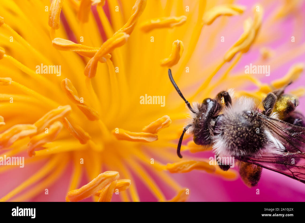 Imenotteri, macro di un ape volare su un fiore giallo Foto Stock