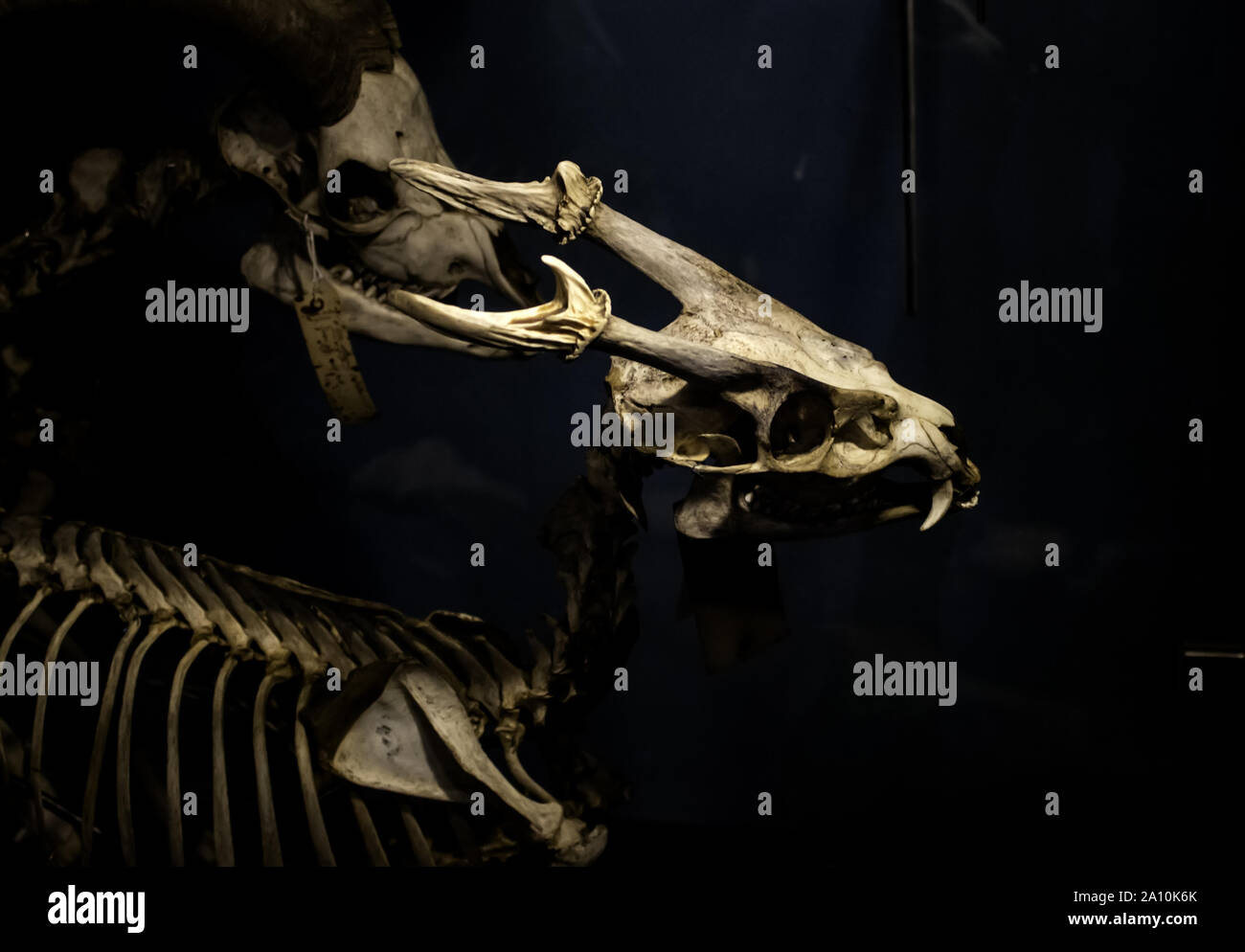 Mammifero scheletri nel laboratorio di anatomia, animali e simboli Foto Stock