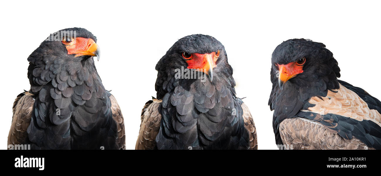 Montaggio di tre aquile bateleur su sfondo bianco Foto Stock