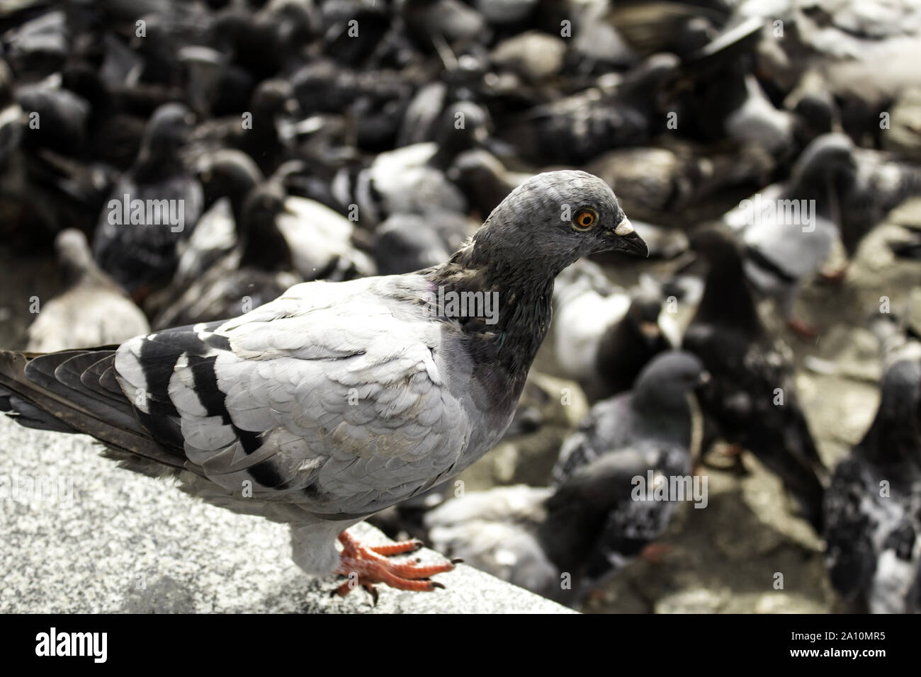 Piccioni in strada urbana, libera gli uccelli, gli animali, paesaggio Foto Stock