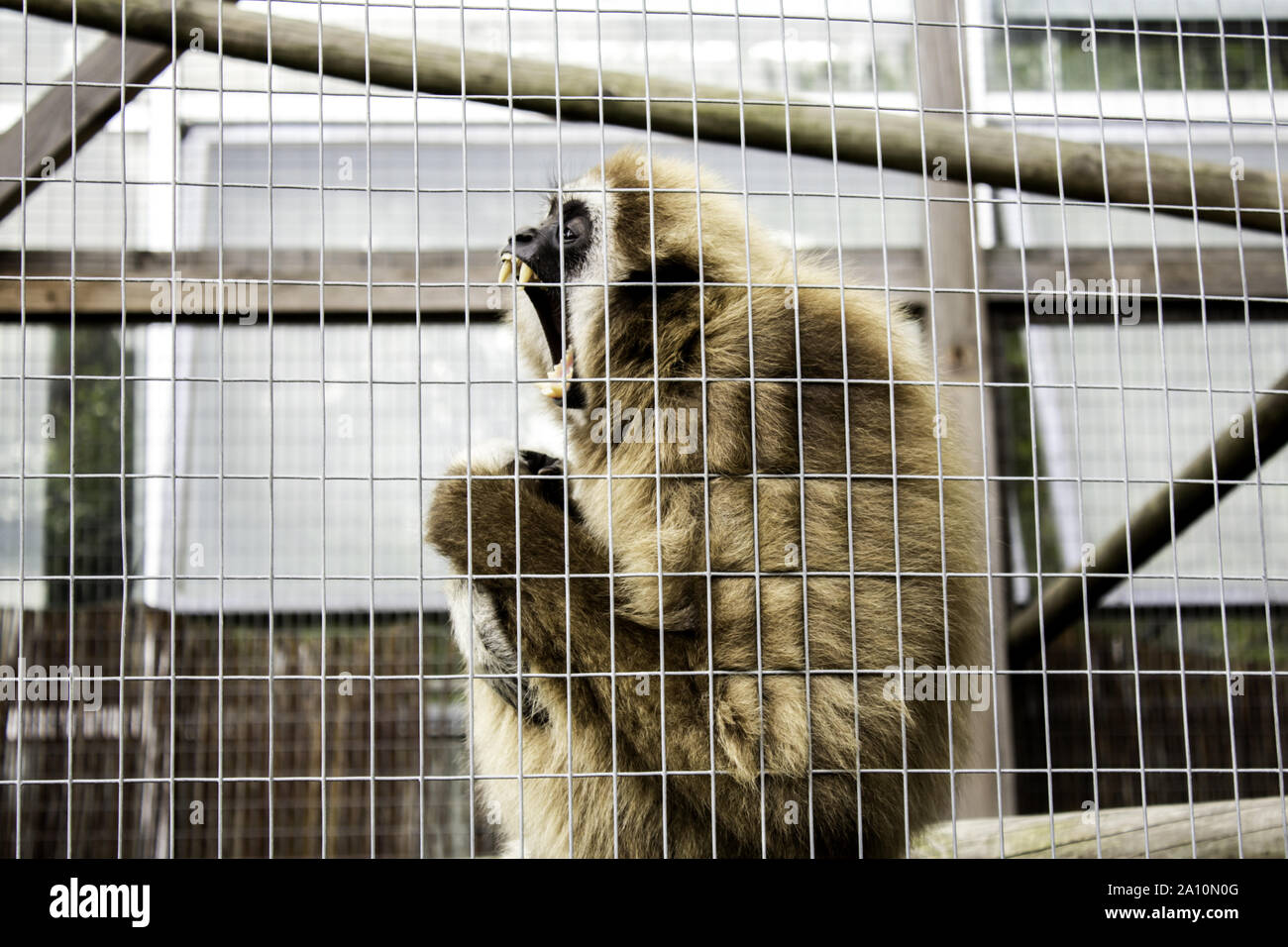 Orangutan gabbia bloccato, animali selvatici abuso, scimmie Foto Stock