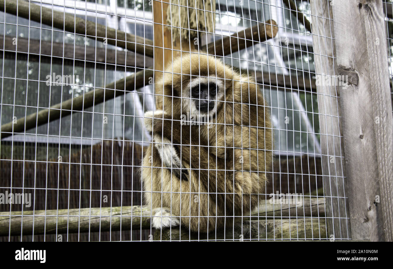 Orangutan gabbia bloccato, animali selvatici abuso, scimmie Foto Stock
