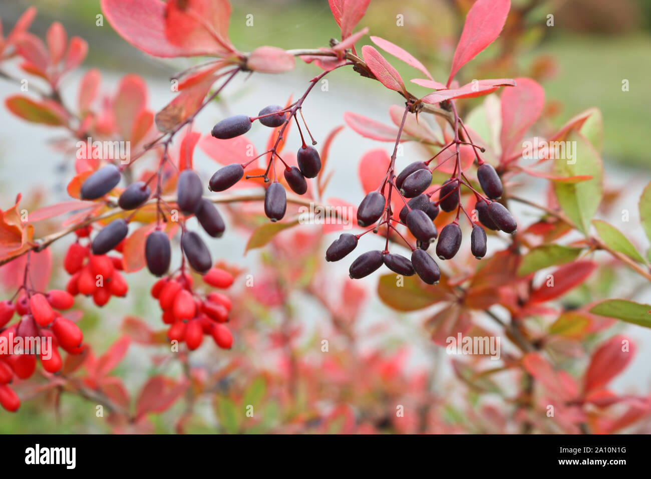 Crespino bush con i cluster bluastra simile a uva. Con arrossate fogliame, tempo d'autunno. Foto Stock