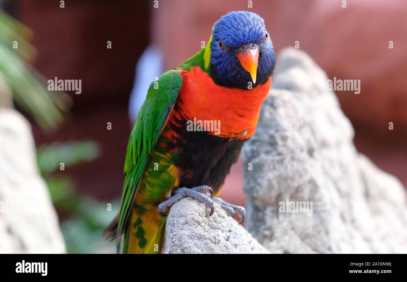 Ritratto di un piccolo pappagallo colorato seduto su un ramo. Uccelli tropicali, lory famiglia. Rosso, blu, giallo e verde. Vista ravvicinata dell'animale w Foto Stock