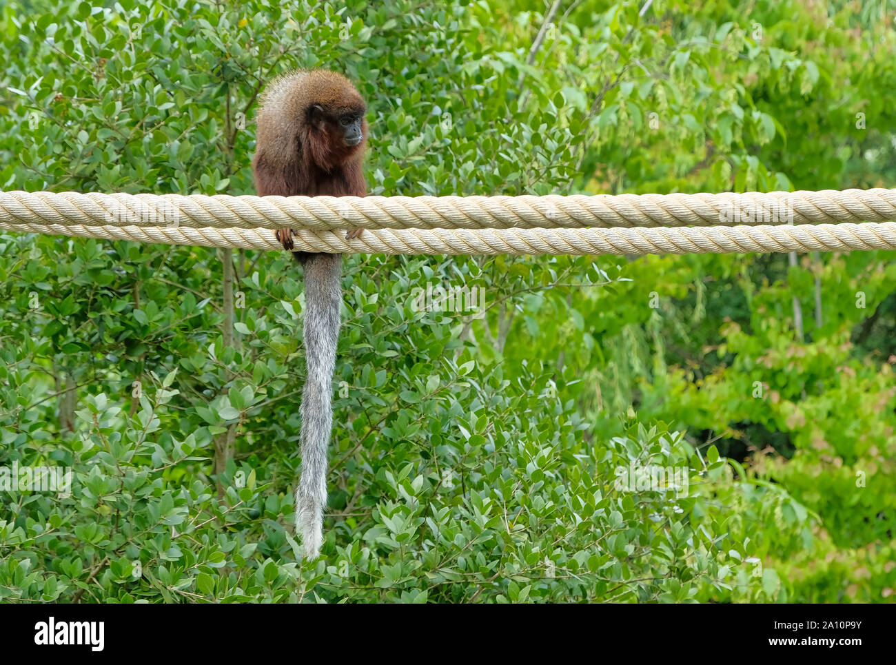 Rosso scimmia Titi salendo su un ramo in habitat naturale avifauna nei Paesi Bassi Foto Stock