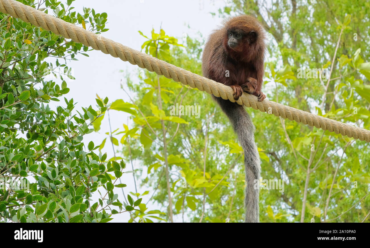 Rosso scimmia Titi salendo su un ramo in habitat naturale avifauna nei Paesi Bassi Foto Stock