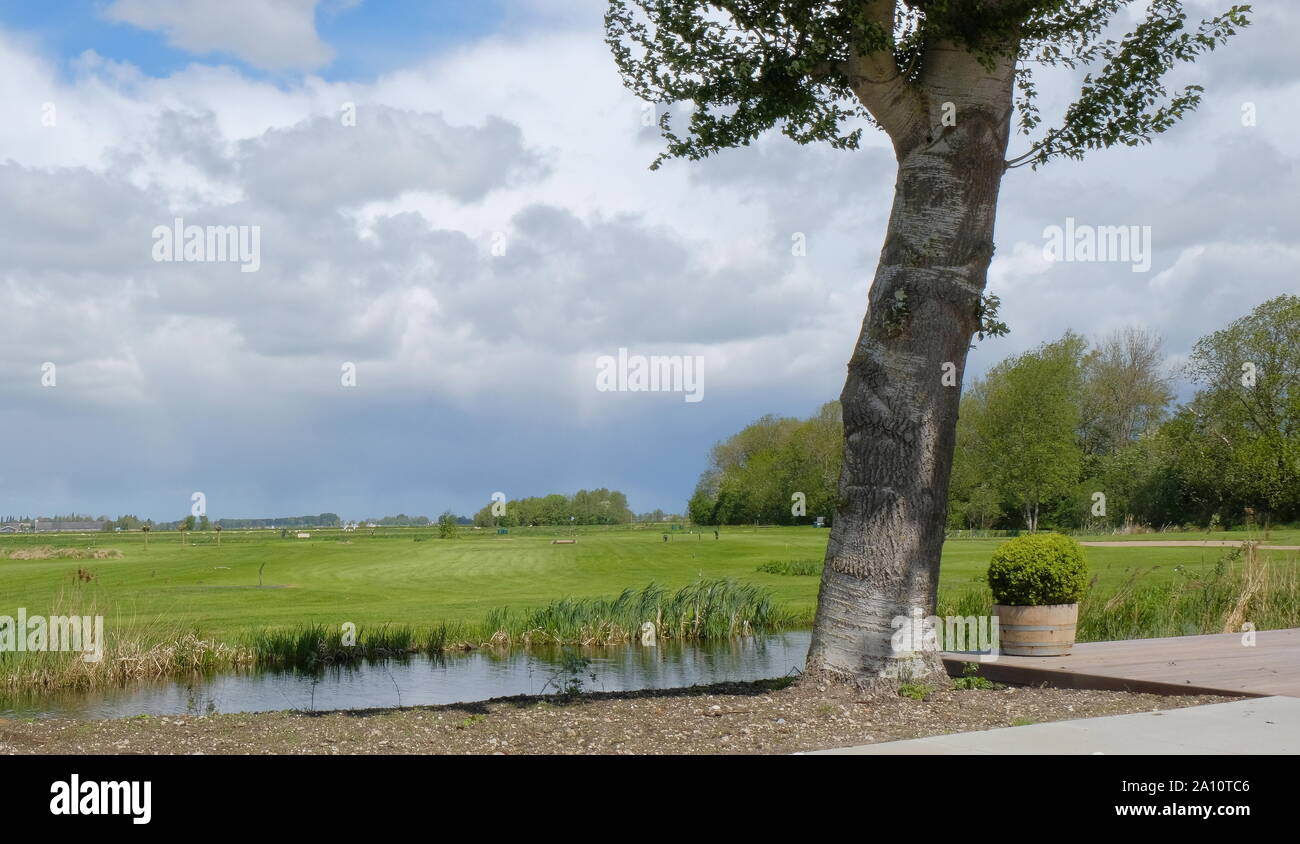 Tipico panorama olandese il paesaggio con le vacche e erba, splendido cielo blu e nuvole bianche nei pressi di amsterdam, Paesi Bassi Foto Stock