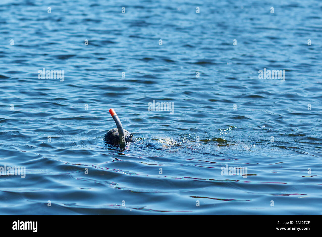 Sommozzatore in muta con maschera e snorkel sotto acqua nel lago Foto Stock