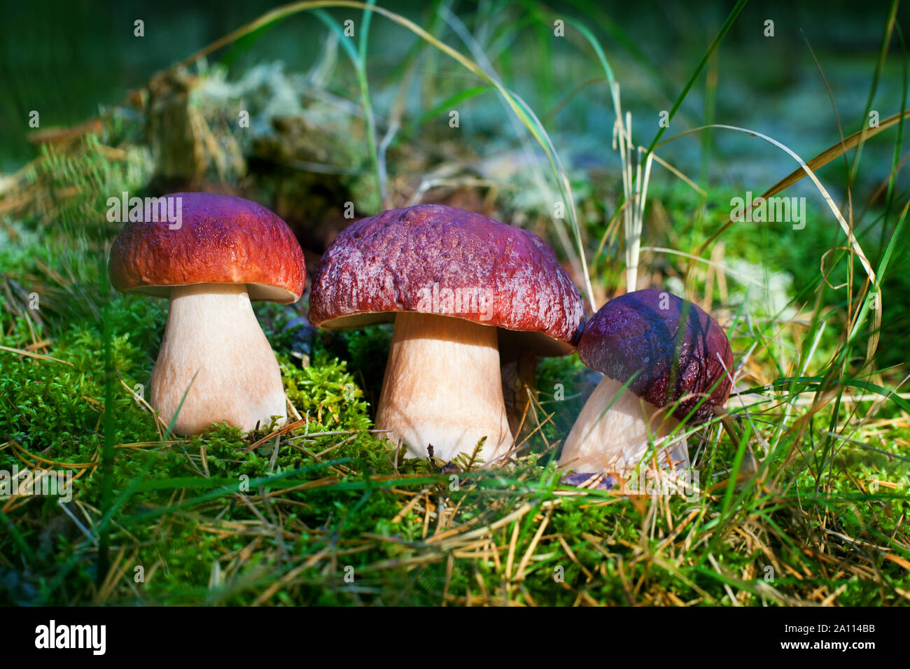 Tre i funghi commestibili sul muschio verde nella foresta vicino, Boletus edulis in gruppo, tappo marrone boletus, penny bun, porcini, porcino o porcini, fungo bianco Foto Stock