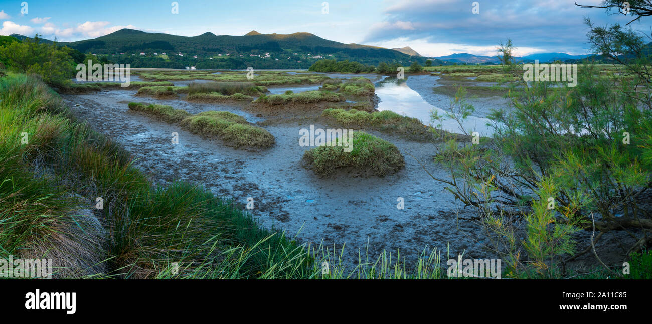 Paludi, Axpe, Riserva della Biosfera di Urdaibai, Bizkaia, Paesi Baschi, Spagna, Europa Foto Stock