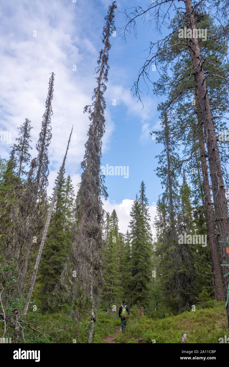 Trekker in Hossa National Park, Kuusamo, Finlandia Foto Stock