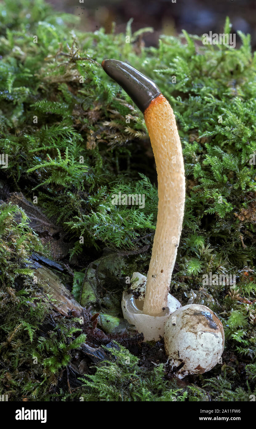 Mutinus caninus (Cane Stinkhorn) Foto Stock