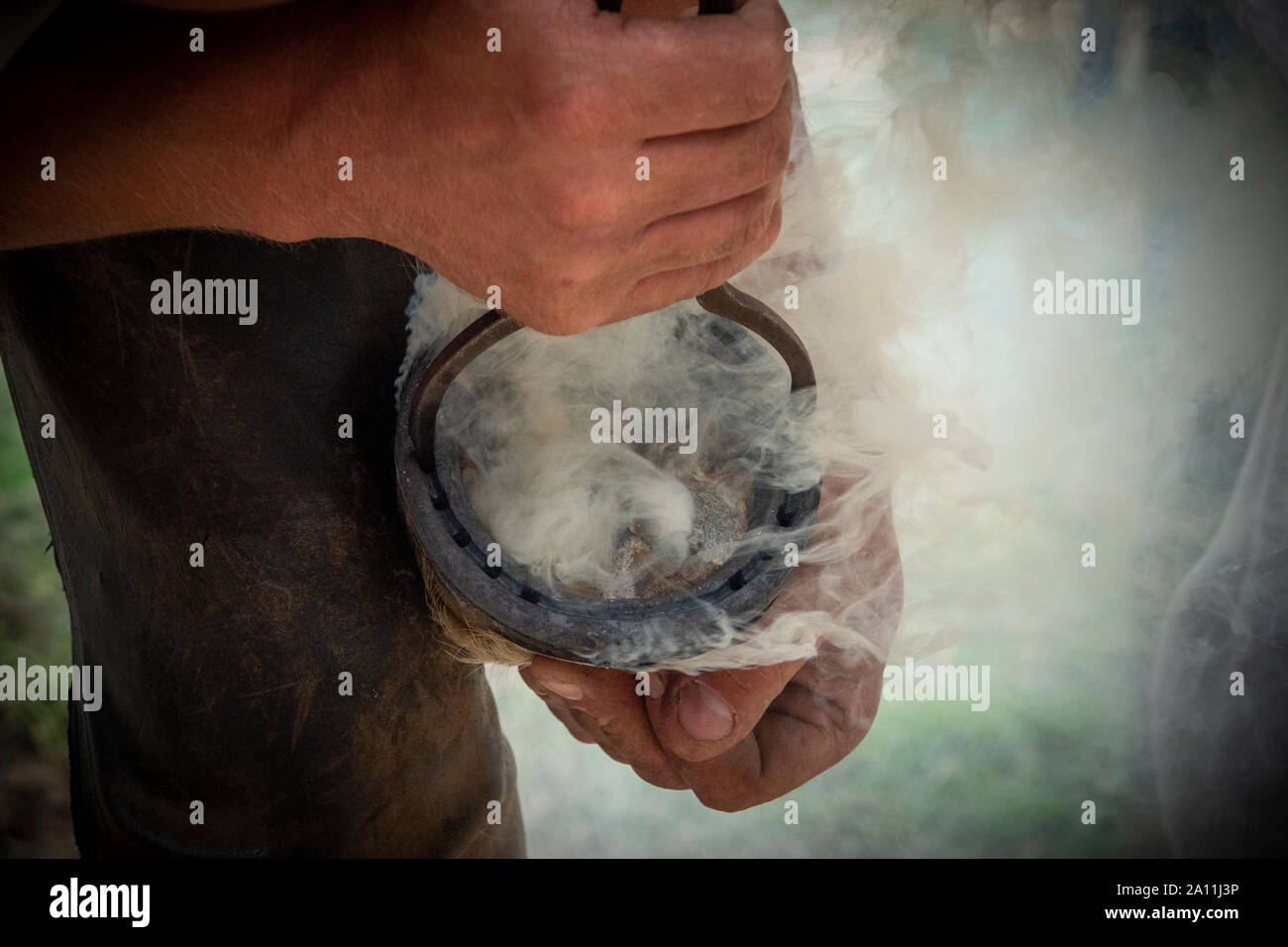 Scatti a mano di un maniscalco nel procedimento di applicazione di una nuova calzatura da un cavallo Foto Stock