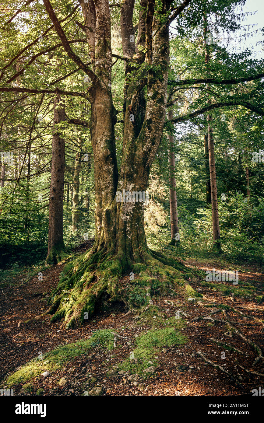 Vecchio albero nella foresta, bellezza in natura Foto Stock