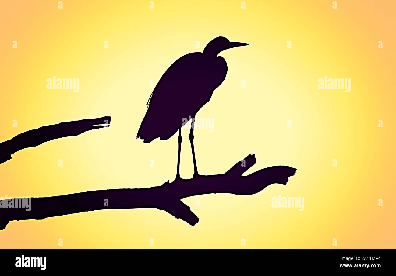 Una silhouette di un uccello appollaiato su un ramo contro una luce del colore dello sfondo Foto Stock