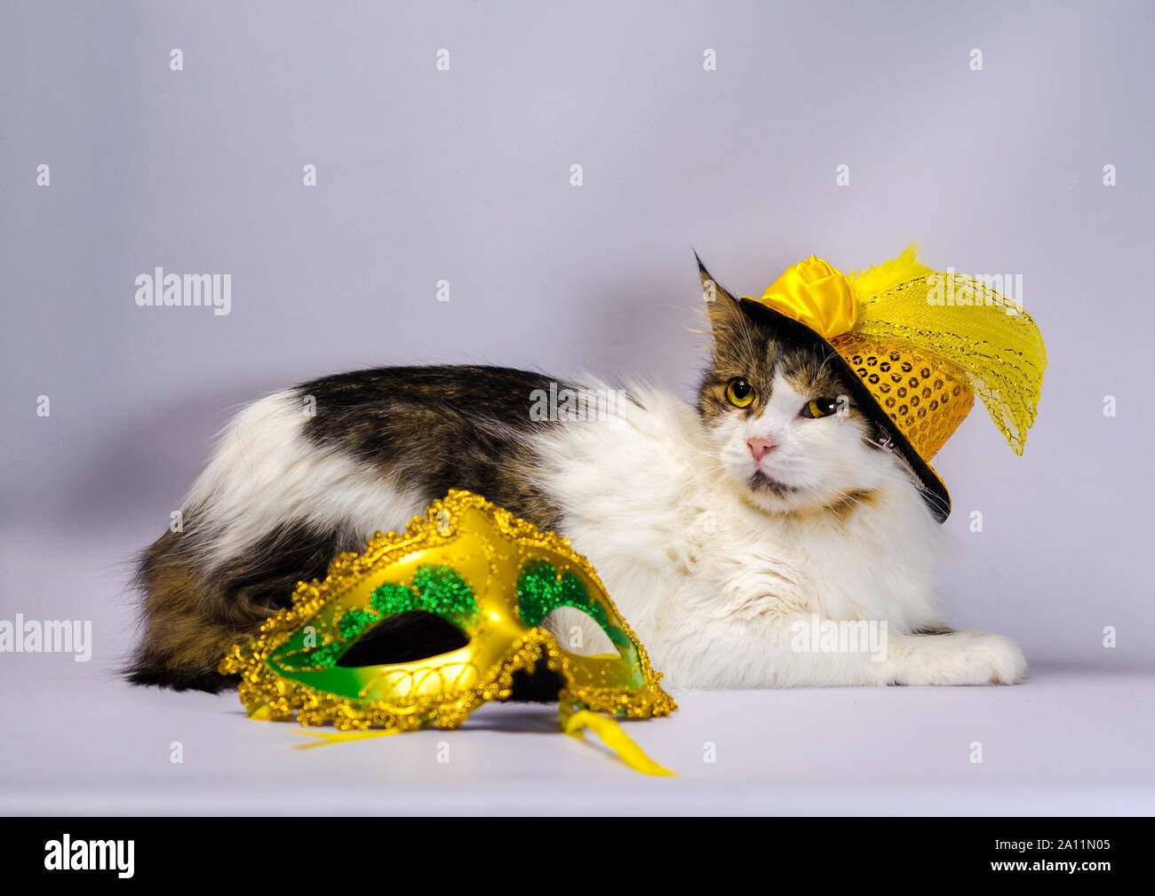 Empio cat in un carnevale giallo hat con paillettes prua e una piuma accanto a una maschera e palle di Natale Foto Stock