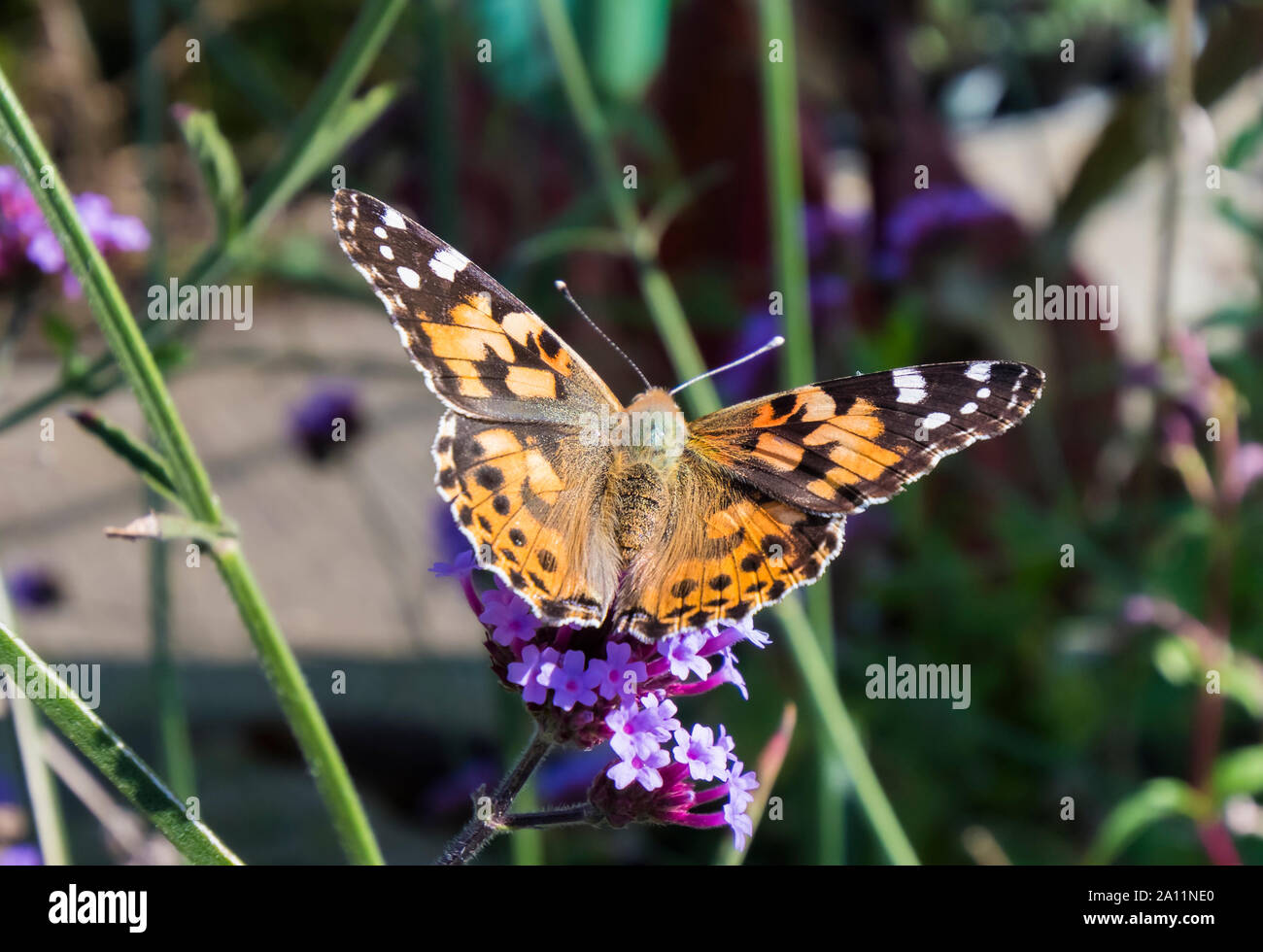 Vanessa cardui (verniciato di Lady Butterfly) a riposo nella tarda estate (Settembre) nel West Sussex, in Inghilterra, Regno Unito. Foto Stock