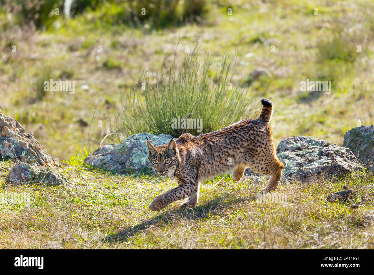 Lince iberica - LINCE IBERICO ((Lynx pardinus) Foto Stock