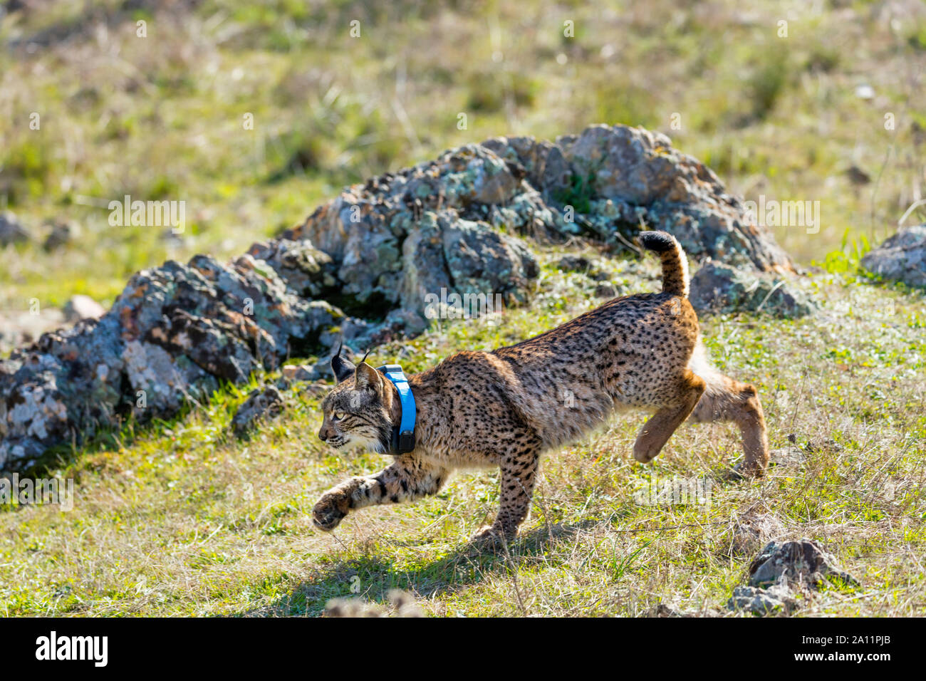 Lince iberica - LINCE IBERICO ((Lynx pardinus) Foto Stock