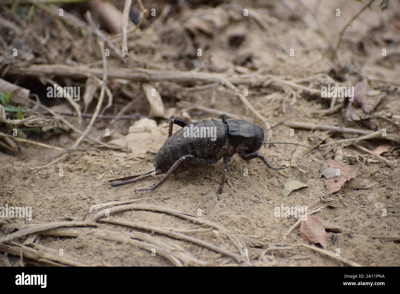 cricket nero gigante Foto Stock